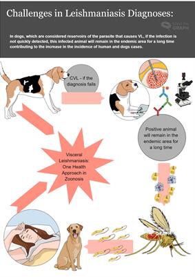 Editorial: One Health Approach in Zoonosis: strategies to control, diagnose and treat neglected diseases